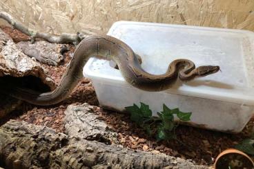 Schlangen kaufen und verkaufen Foto: Königspython Mojave und Pinestripe