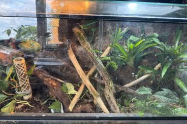 Geckos kaufen und verkaufen Photo: Kronengecko mit Terrarium Geckos kaufen und verkaufen Photo: Kronengecko mit Terrarium