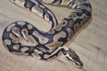 Ball Pythons kaufen und verkaufen Photo: 2 Königsphytons abzugeben 