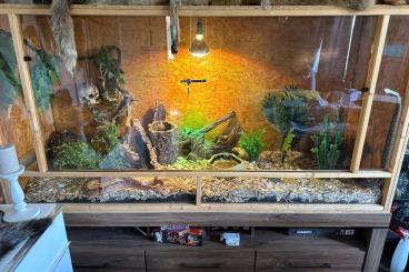 Snakes kaufen und verkaufen Photo: 2 Kornnattern inkl Terrarium und Zubehör 