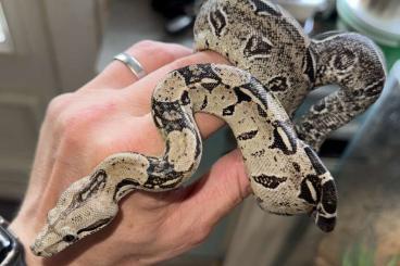Boas kaufen und verkaufen Photo: 1.1 Boa imperator abzugeben Boas kaufen und verkaufen Photo: 1.1 Boa imperator abzugeben
