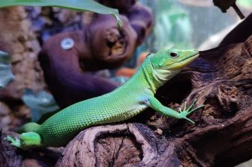 Lizards kaufen und verkaufen Photo: Gastropholis prasina abzugeben Lizards kaufen und verkaufen Photo: Gastropholis prasina abzugeben