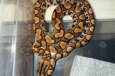 Boas kaufen und verkaufen Photo: Epicrates Cenchria Cenchria 2025 Boas kaufen und verkaufen Photo: Epicrates Cenchria Cenchria 2025