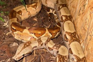 Boas kaufen und verkaufen Foto: 1.1 Boa imperator salmon + hypo salmon