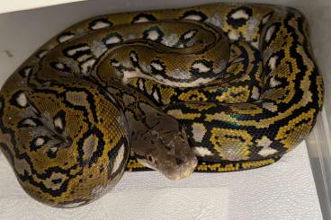 Pythons kaufen und verkaufen Foto: 1.1 Netzpython Aztec 2024 Pythons kaufen und verkaufen Foto: 1.1 Netzpython Aztec 2024