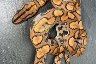 Boas kaufen und verkaufen Foto: 0.3 Rote Regenbogenboa 2025 Boas kaufen und verkaufen Foto: 0.3 Rote Regenbogenboa 2025