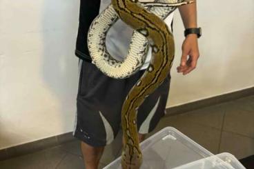 Pythons kaufen und verkaufen Foto: 1.1 Netzpython Aztec 2023 Pythons kaufen und verkaufen Foto: 1.1 Netzpython Aztec 2023