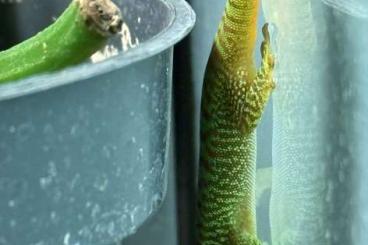 Geckos kaufen und verkaufen Photo: 0.0.2 Phelsuma grandis - Madagaskar Taggecko