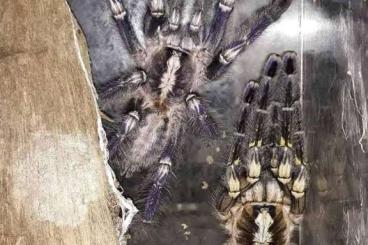 - bird spiders kaufen und verkaufen Photo: Poecilotheria metallica and Cyriopagopus sp. hati hati for sale