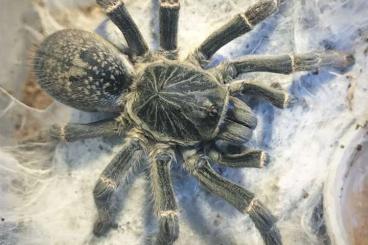 Spiders and Scorpions kaufen und verkaufen Photo: I want to buy Pterinochilus Vorax