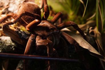 Spinnen und Skorpione kaufen und verkaufen Foto: Looking for adult and subadult males