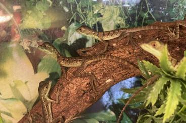 Echsen  kaufen und verkaufen Foto: Basiliscus plumifrons/ Stirnlappenbasilisk NZ23