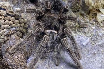 - bird spiders kaufen und verkaufen Photo: Lasiodora Parahybana Weibchen 