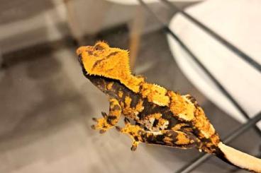 Geckos kaufen und verkaufen Foto: 4.0 schöne Kronegeckos zur Abgabe