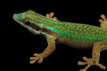 Geckos kaufen und verkaufen Foto: Phelsuma inexpecta 1,1 Dresden Geckos kaufen und verkaufen Foto: Phelsuma inexpecta 1,1 Dresden