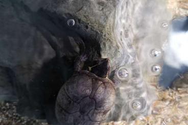 Sumpfschildkröten kaufen und verkaufen Foto: Biete Moschusschildkröte umständehalber