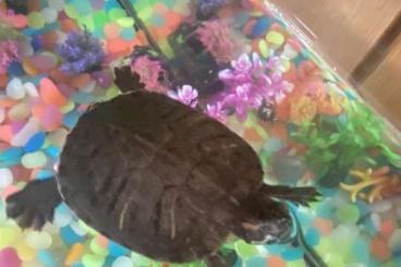 Schildkröten  kaufen und verkaufen Foto: Wasserschildkröte Rotwangen-Schmuckschildkröte