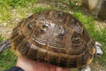 Turtles and Tortoises kaufen und verkaufen Photo: Testudo graeca ibera, selling group
