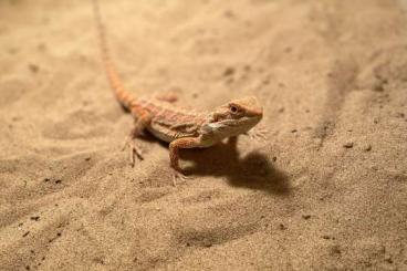 Bearded dragons kaufen und verkaufen Photo: Zeros und Red Fire klein bis Gross