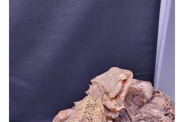 Bearded dragons kaufen und verkaufen Photo: Verkaufe sehr schöne harmonische Farbbartagamen Weibchen