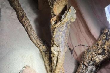 Bearded dragons kaufen und verkaufen Photo: Bartagame abzugeben ab sofort 