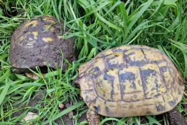 Landschildkröten kaufen und verkaufen Foto: Gruppe (4.1) adulte griechische Landschildkröten - Platz vor Preis