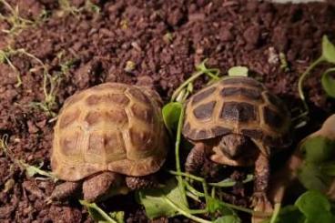 Schildkröten  kaufen und verkaufen Foto: 1 Steppenschildkröte abzugeben