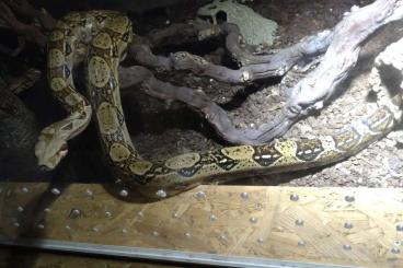 Boas kaufen und verkaufen Foto: 1.0 Verkaufe 1 Boa Constrictor Imperator