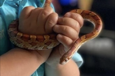 Colubrids kaufen und verkaufen Photo: 2 Kornnattern mit Terrarium als Haustier geeignet