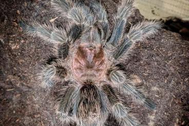 - bird spiders kaufen und verkaufen Photo: Verschiedene Vogelspinnen - bird spiders kaufen und verkaufen Photo: Verschiedene Vogelspinnen