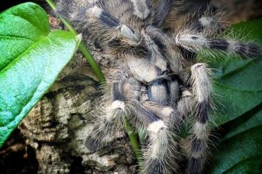 Vogelspinnen kaufen und verkaufen Foto: Verschiedene Vogelspinnen Vogelspinnen kaufen und verkaufen Foto: Verschiedene Vogelspinnen
