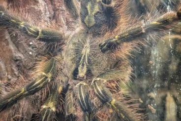 Vogelspinnen kaufen und verkaufen Foto: Verschiedene Vogelspinnen 