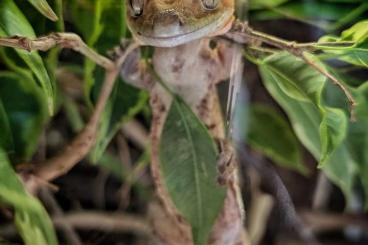 Geckos kaufen und verkaufen Photo: Kronengecko abzugeben inkl Terrarium Geckos kaufen und verkaufen Photo: Kronengecko abzugeben inkl Terrarium