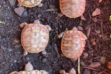 Tortoises kaufen und verkaufen Photo: Griechische Landschildkröten NZ 2022