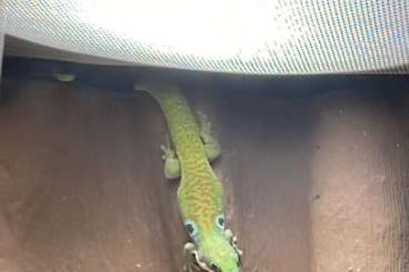 Geckos kaufen und verkaufen Foto: Verkaufe/Tausche 3 Phelsuma Quadriocelatta Weibchen