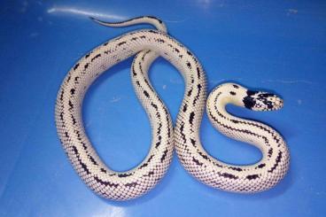 Colubrids kaufen und verkaufen Photo: Corn snakes & King snakes for Hamm June 