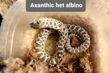 Snakes kaufen und verkaufen Photo: Hakennasennatter/hognose/Heterodon nasicus Snakes kaufen und verkaufen Photo: Hakennasennatter/hognose/Heterodon nasicus