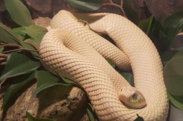 Schlangen kaufen und verkaufen Foto: Hakennasennatter/hognose/Heterodon nasicus (adult)