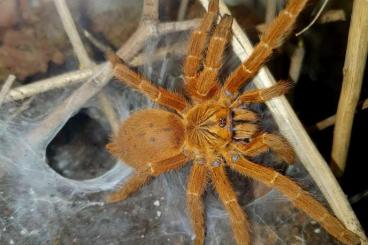 - bird spiders kaufen und verkaufen Photo: Pterinochilus murinus 0.1 inkl. Terrarium