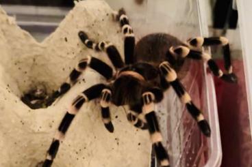 Vogelspinnen kaufen und verkaufen Foto: Acanthoscurria geniculata 0.1