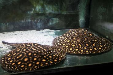 ornamental fish kaufen und verkaufen Photo: Potamotrygon boesemani stingray