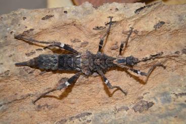 Insects kaufen und verkaufen Photo: Stabschrecken, Gespenstschrecken und Wandelnde Blätter