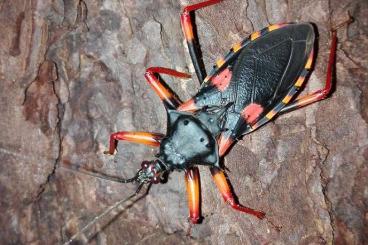 Insekten kaufen und verkaufen Foto: Raubwanzen Psytalla horrida