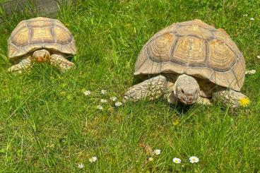 Landschildkröten kaufen und verkaufen Foto: 2 Sporenschildkröten abzugeben