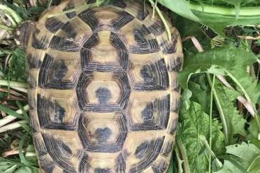 Landschildkröten kaufen und verkaufen Foto: Gebe subadulte THB Weibchen und einige Männchen ab