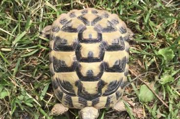 Landschildkröten kaufen und verkaufen Foto: Abgabe THB Jungtiere und Semiadulte, DNZ 2016 bis 2018