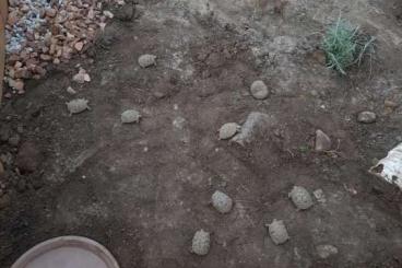 Tortoises kaufen und verkaufen Photo: Nachzuchten - griechischeLandschildkröten (THB) 
