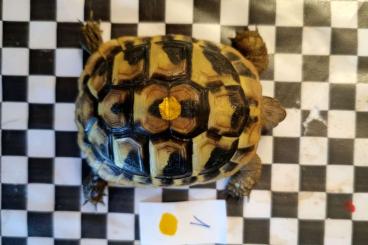 Tortoises kaufen und verkaufen Photo: Naturbruten 2022 griechische Landschildkröten 
