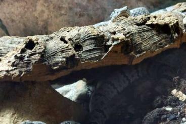 Giftschlangen kaufen und verkaufen Foto: Guten Tag, ich biete hier an zwei kleine Jungtiere Giftschlangen kaufen und verkaufen Foto: Guten Tag, ich biete hier an zwei kleine Jungtiere