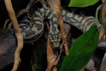 Snakes kaufen und verkaufen Photo: Morelia Spilota Czejnei Mężczyzna